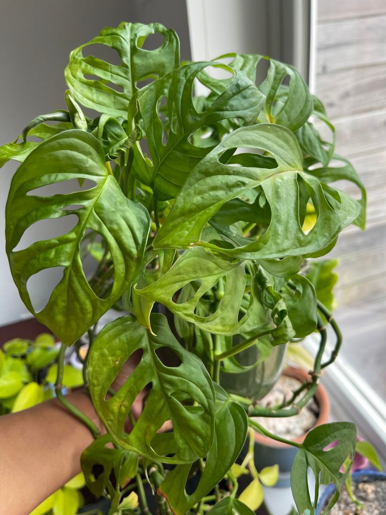 Close-up of a lush monstera plant with vibrant green leaves, showcasing their distinctive holes and unique texture.