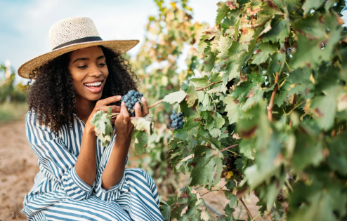 A woman wearing a straw hat and a striped dress joyfully holds grapes while sitting among grapevines in a vineyard.