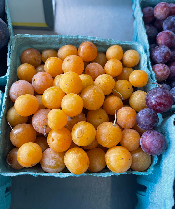 A close-up of a container filled with yellow and orange plums, alongside a few dark purple plums, capturing the freshness of seasonal produce.