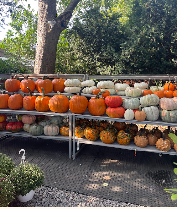 A display of various pumpkins in multiple colors and sizes arranged on shelves, surrounded by greenery.