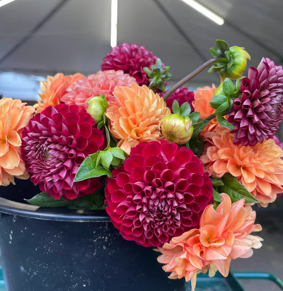 A vibrant bouquet of colorful dahlias in shades of pink, orange, and deep red, arranged in a black container, with greenery accentuating the floral display.
